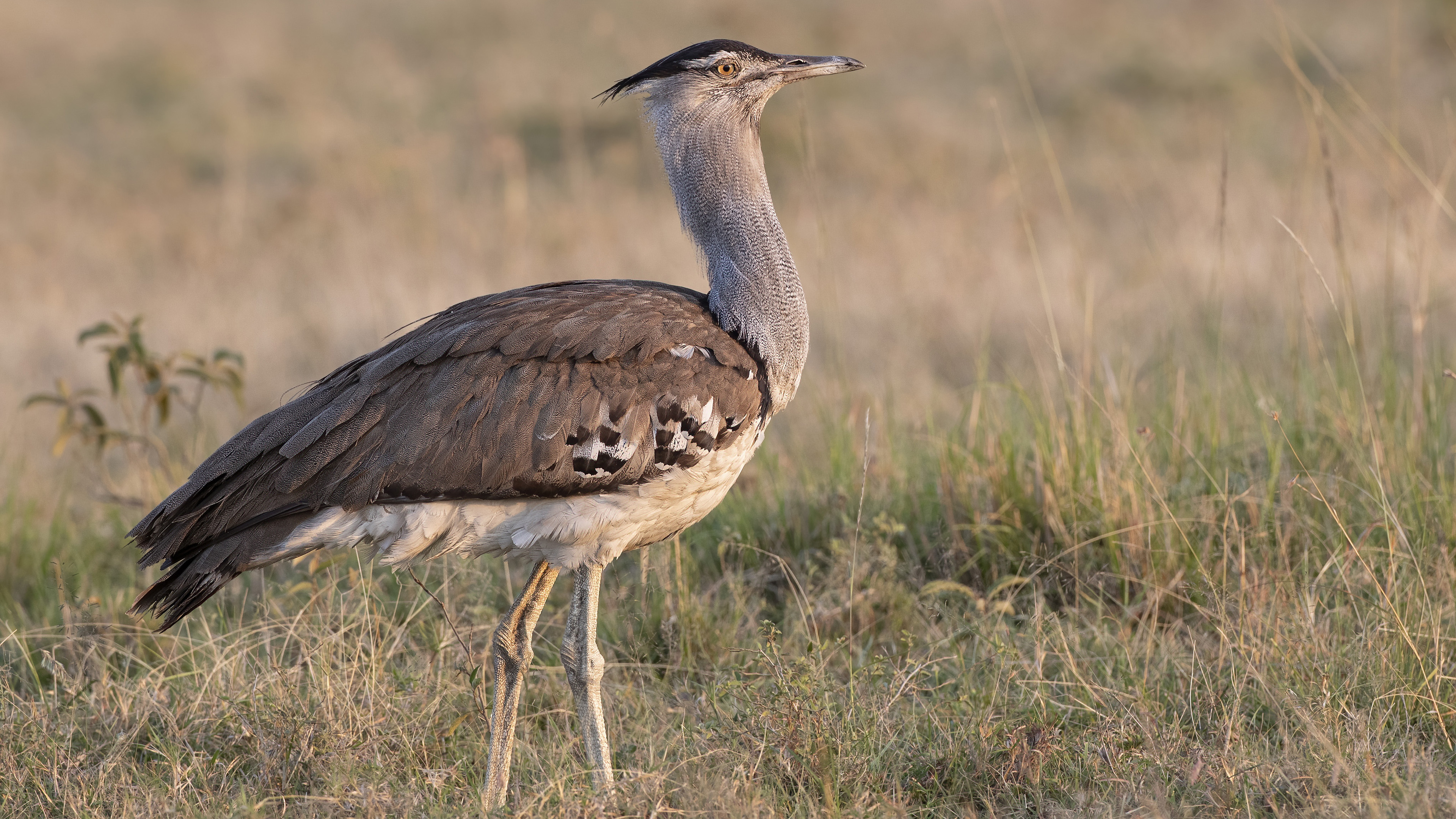 Kori Bustard — Ana fotoğraf